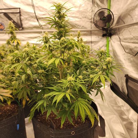 Strawberry Banana Auto growlog timeline photo