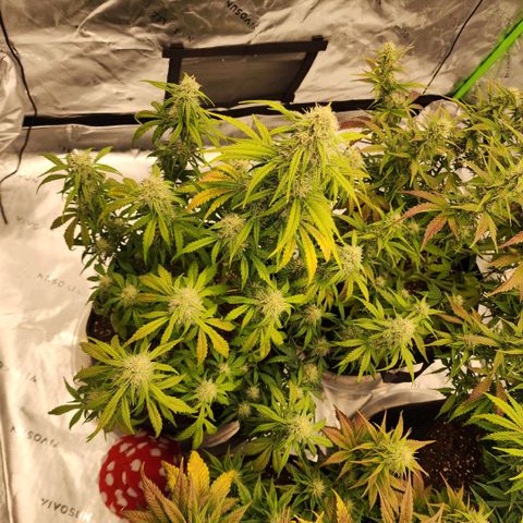 Mango Smile growlog timeline photo
