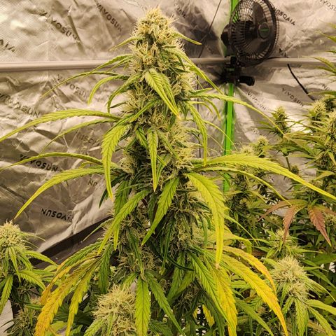 Mango Smile growlog timeline photo