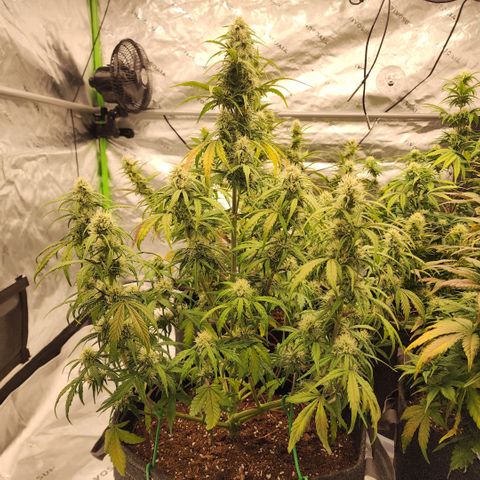Mango Smile growlog timeline photo