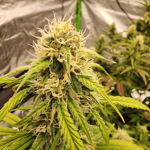 Mango Smile growlog timeline photo