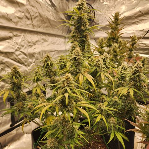 Mango Smile growlog timeline photo