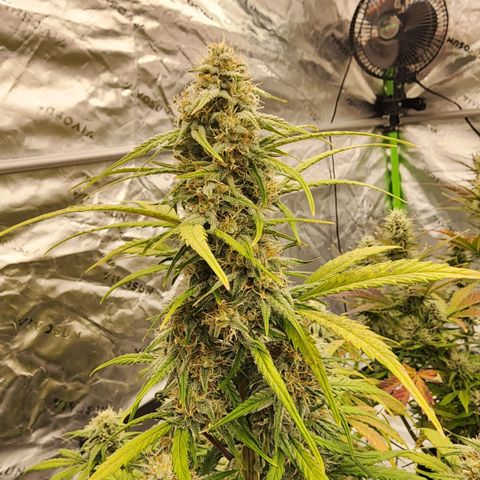 Mango Smile growlog timeline photo