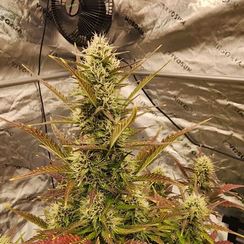 42 Rando growlog timeline photo