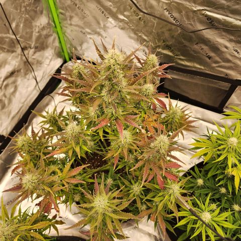 42 Rando growlog timeline photo