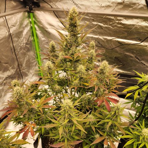 42 Rando growlog timeline photo