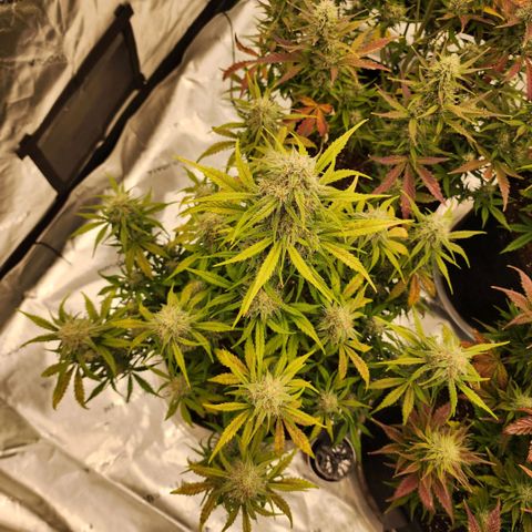 Mango Smile growlog timeline photo