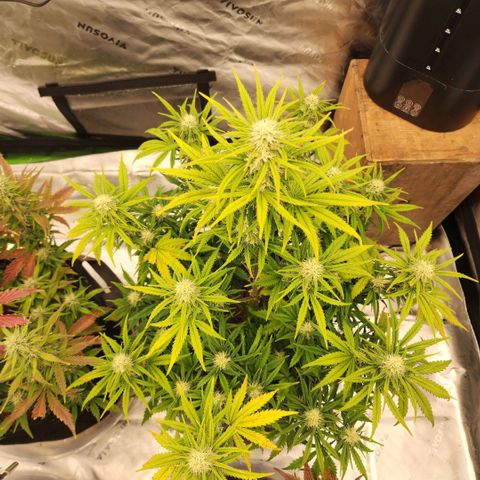 Strawberry Banana Auto growlog timeline photo