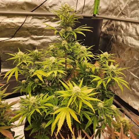 Strawberry Banana Auto growlog timeline photo