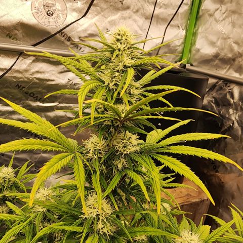 Strawberry Banana Auto growlog timeline photo
