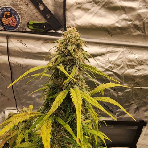 Mango Smile growlog timeline photo