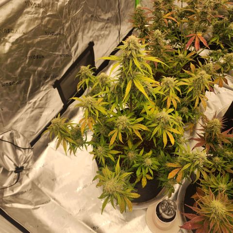 Mango Smile growlog timeline photo