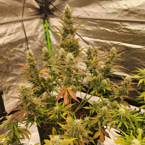 42 Rando growlog timeline photo