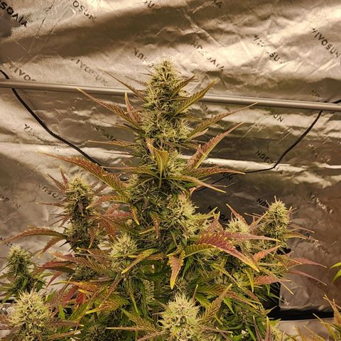 42 Rando growlog timeline photo