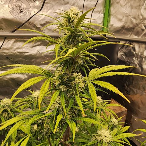 Strawberry Banana Auto growlog timeline photo