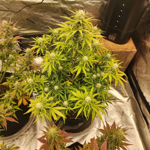 Strawberry Banana Auto growlog timeline photo