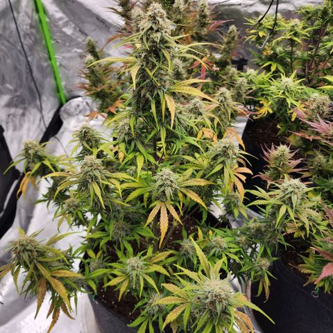 Mango Smile growlog timeline photo