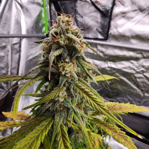 Mango Smile growlog timeline photo