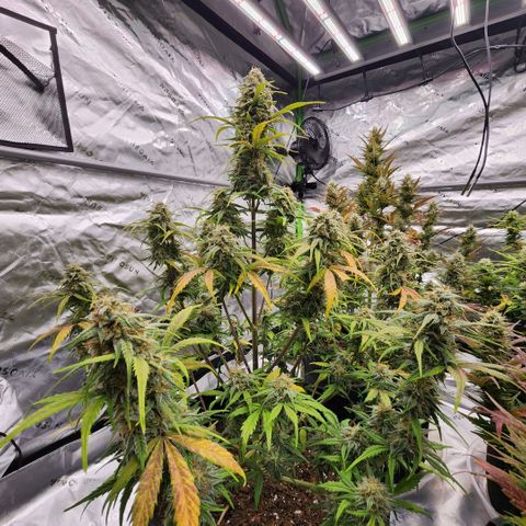 Mango Smile growlog timeline photo