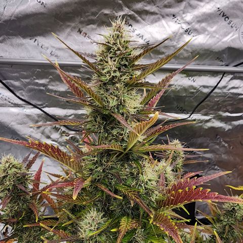 42 Rando growlog timeline photo