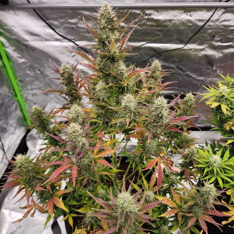 42 Rando growlog timeline photo
