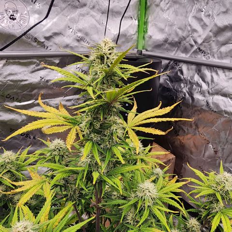 Strawberry Banana Auto growlog timeline photo
