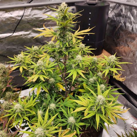 Strawberry Banana Auto growlog timeline photo