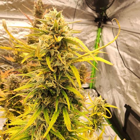 Strawberry Banana Auto growlog timeline photo