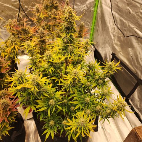 Strawberry Banana Auto growlog timeline photo