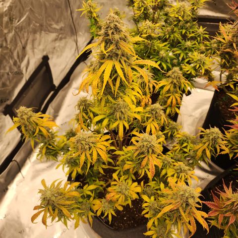 Mango Smile growlog timeline photo