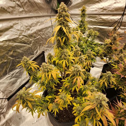 Mango Smile growlog timeline photo