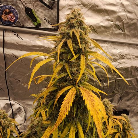 Mango Smile growlog timeline photo