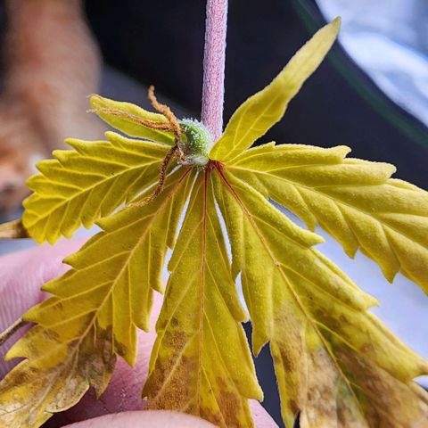 Strawberry Banana Auto growlog timeline photo