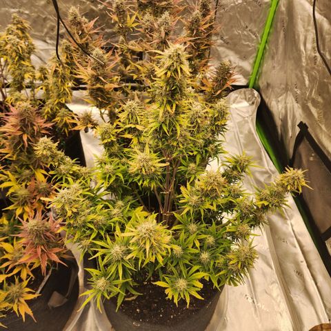 Strawberry Banana Auto growlog timeline photo