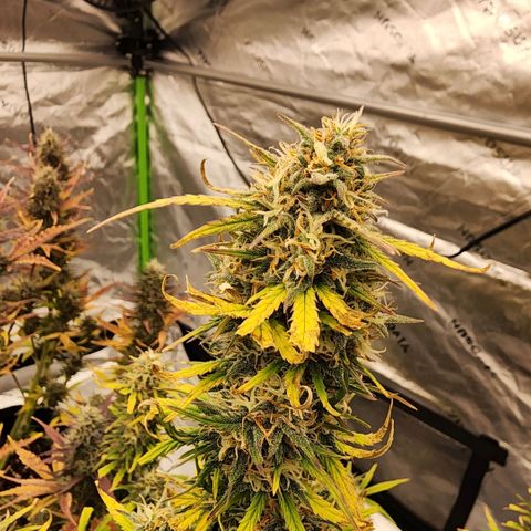 Strawberry Banana Auto growlog timeline photo