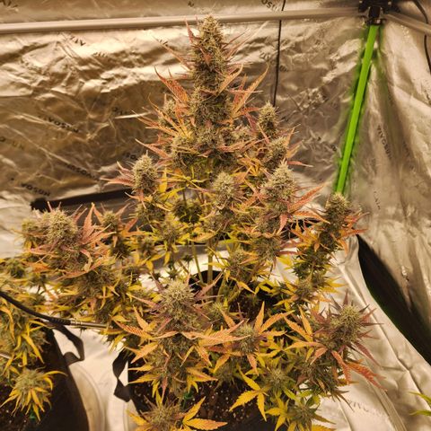 42 Rando growlog timeline photo