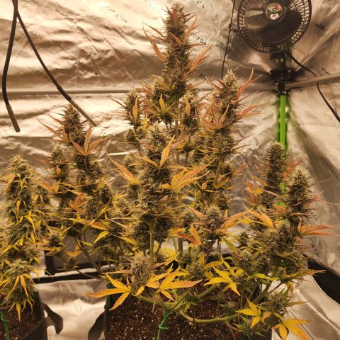 42 Rando growlog timeline photo