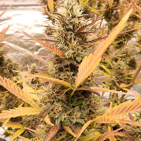 42 Rando growlog timeline photo