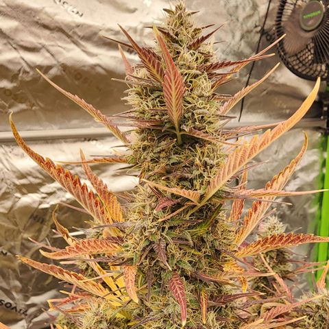 42 Rando growlog timeline photo