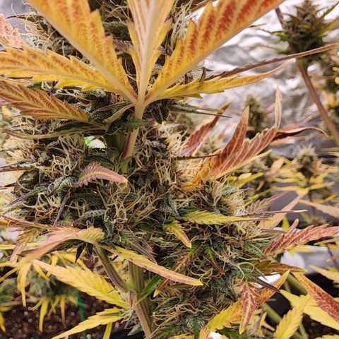 42 Rando growlog timeline photo