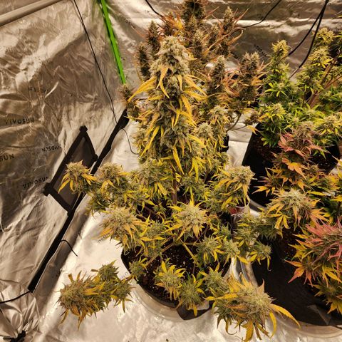 Mango Smile growlog timeline photo