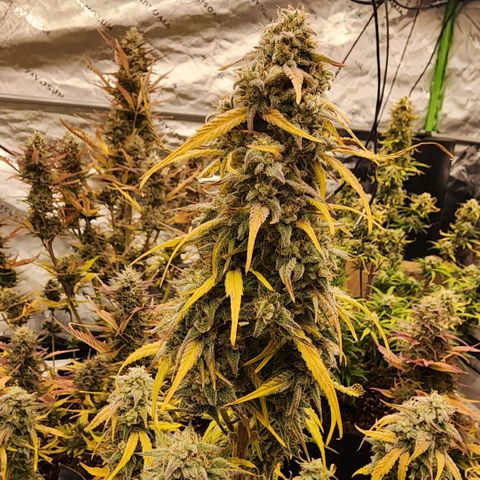 Mango Smile growlog timeline photo