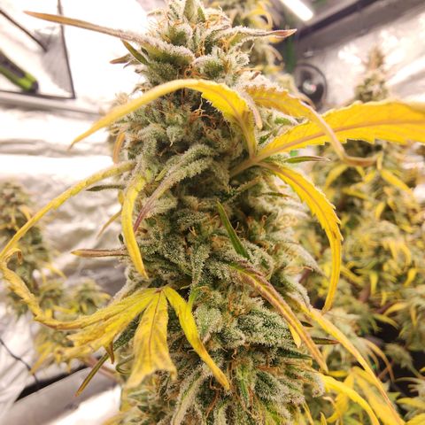 Mango Smile growlog timeline photo
