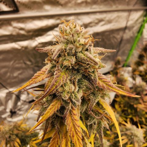 Mango Smile growlog timeline photo