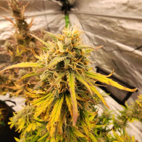 Strawberry Banana Auto growlog timeline photo