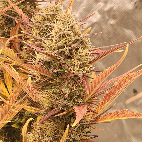 42 Rando growlog timeline photo