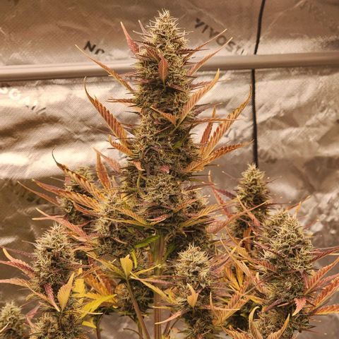 42 Rando growlog timeline photo