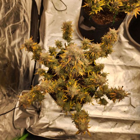 Mango Smile growlog timeline photo