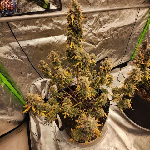 Mango Smile growlog timeline photo