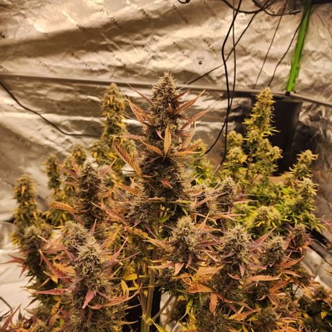 42 Rando growlog timeline photo